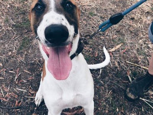 #truelovetuesdays – Meet Timmy the handsome hound!