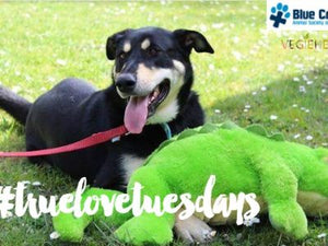 Introducing #truelovetuesdays at Blue Cross Animals Society of Victoria! Meet Mya.